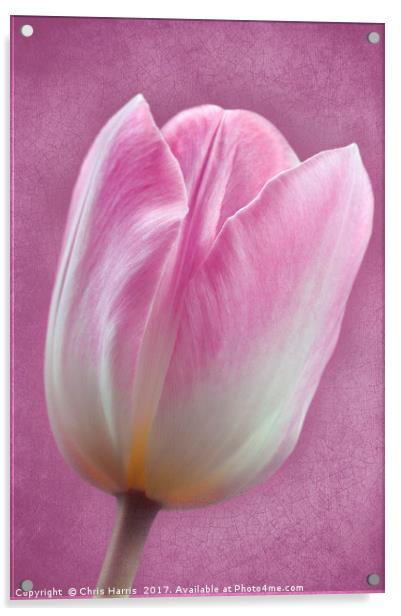 Pink Tulipa Acrylic by Chris Harris