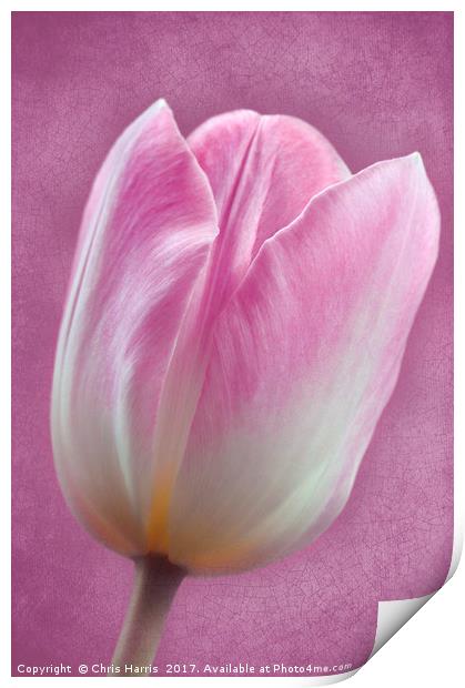 Pink Tulipa Print by Chris Harris