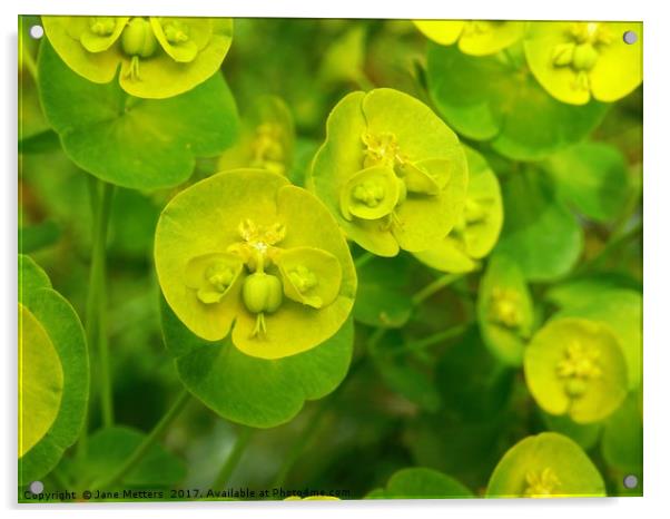 Euphorbia Wulfenii Acrylic by Jane Metters