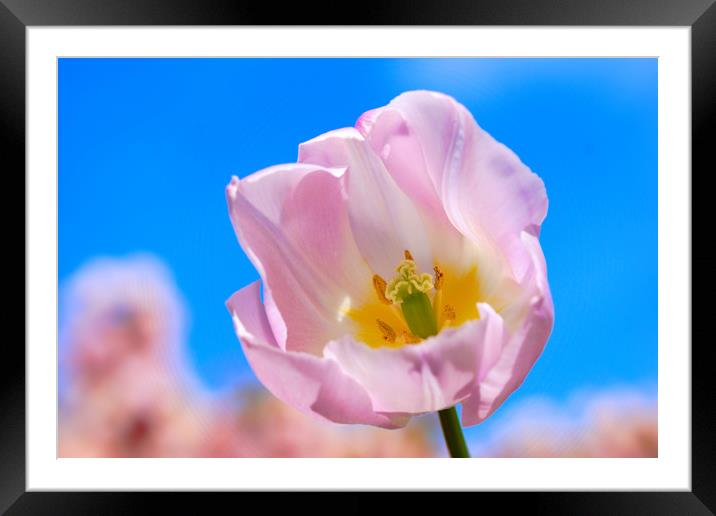 Spring tulip in sunshine Framed Mounted Print by JC studios LRPS ARPS
