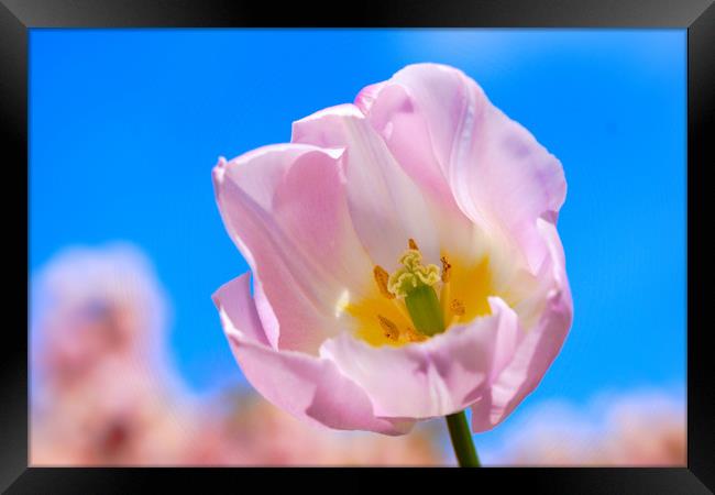 Spring tulip in sunshine Framed Print by JC studios LRPS ARPS