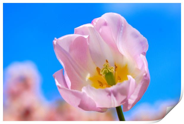 Spring tulip in sunshine Print by JC studios LRPS ARPS