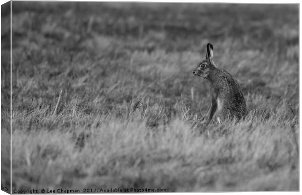 Brown Hare Canvas Print by Lee Chapman