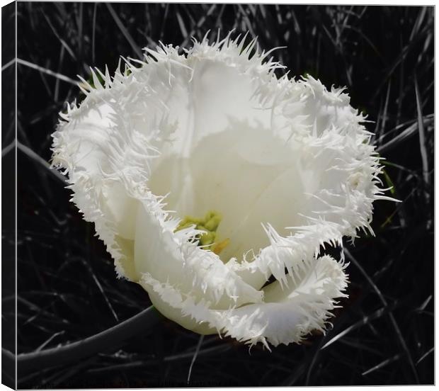 Fringed Tulip Canvas Print by Jane Metters