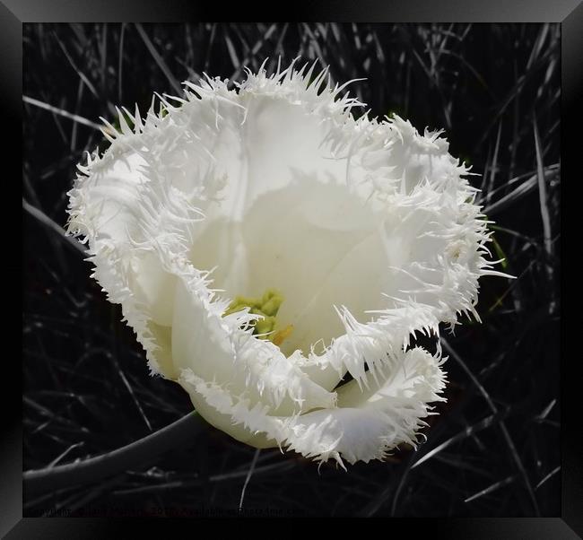 Fringed Tulip Framed Print by Jane Metters