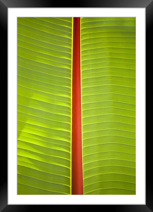 Banana leaf abstract Framed Mounted Print by Malcolm Smith