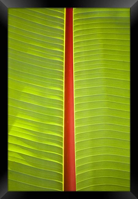 Banana leaf abstract Framed Print by Malcolm Smith