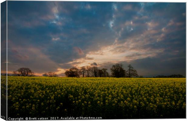 sunset over a yellow rapeseed field Canvas Print by Brett watson