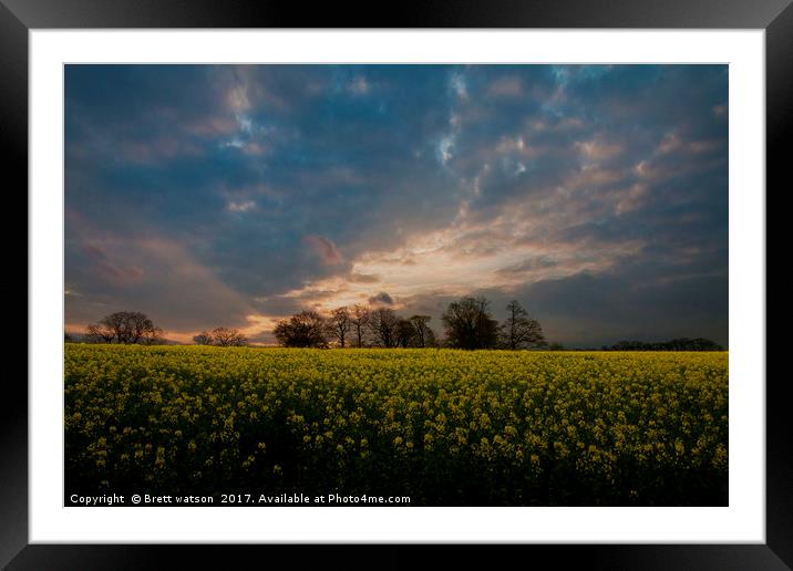 sunset over a yellow rapeseed field Framed Mounted Print by Brett watson
