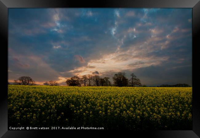 sunset over a yellow rapeseed field Framed Print by Brett watson