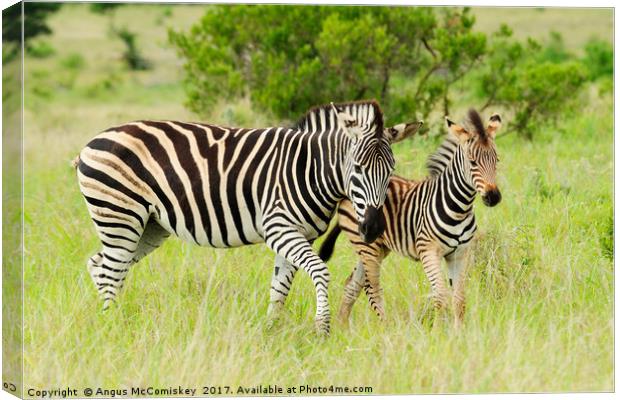 Female zebra with foal Canvas Print by Angus McComiskey