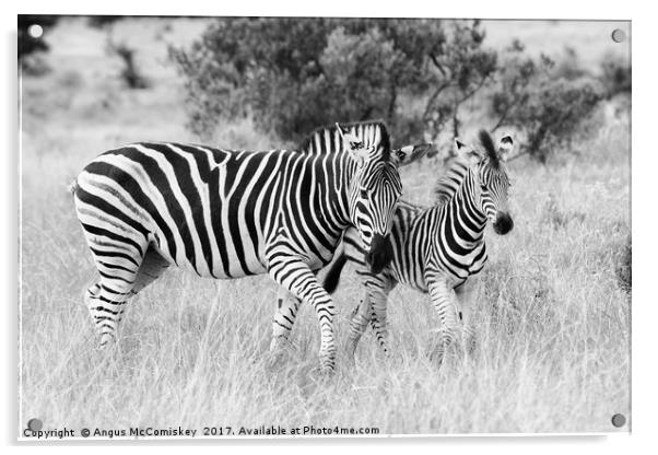 Female zebra with foal (mono) Acrylic by Angus McComiskey