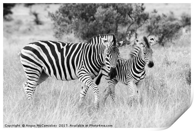 Female zebra with foal (mono) Print by Angus McComiskey