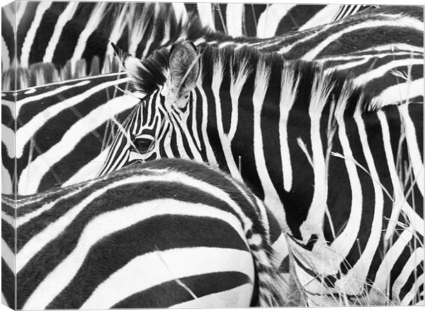 Zebra Abstract Canvas Print by Malcolm Smith