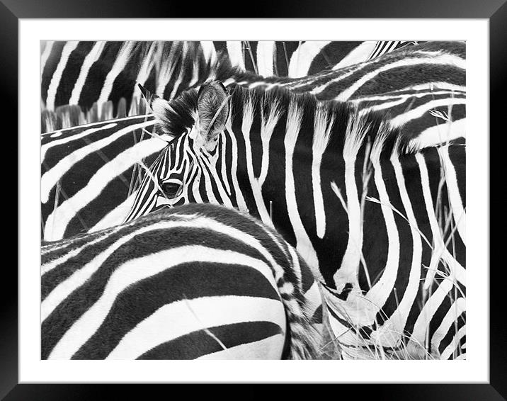 Zebra Abstract Framed Mounted Print by Malcolm Smith