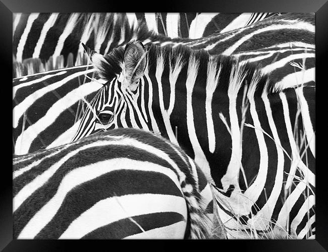 Zebra Abstract Framed Print by Malcolm Smith