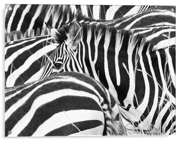 Zebra Abstract Acrylic by Malcolm Smith
