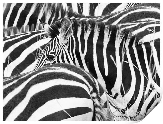 Zebra Abstract Print by Malcolm Smith