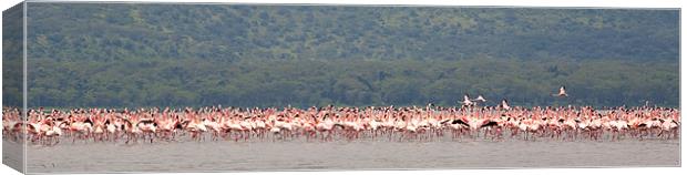 Flamingo Gathering Canvas Print by Malcolm Smith