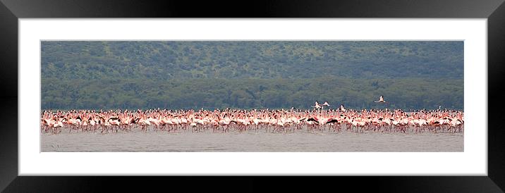 Flamingo Gathering Framed Mounted Print by Malcolm Smith