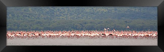 Flamingo Gathering Framed Print by Malcolm Smith