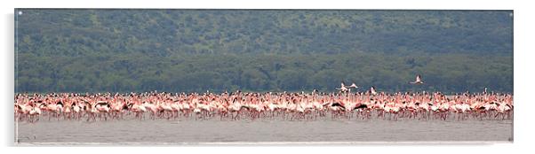 Flamingo Gathering Acrylic by Malcolm Smith