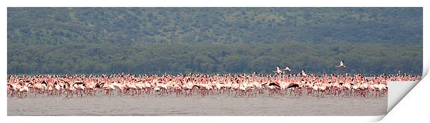 Flamingo Gathering Print by Malcolm Smith