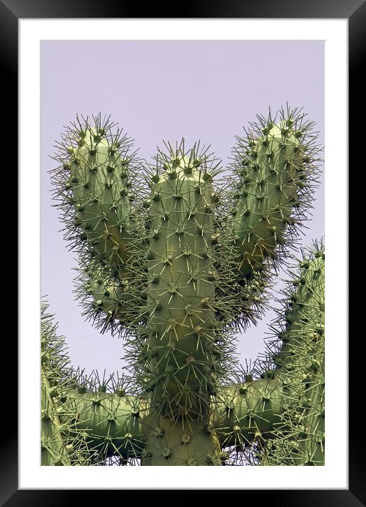 Cactus Metallicus Framed Mounted Print by Tony Murtagh