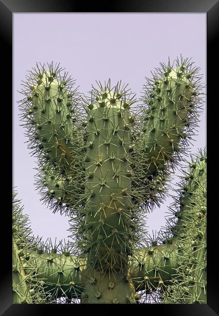 Cactus Metallicus Framed Print by Tony Murtagh