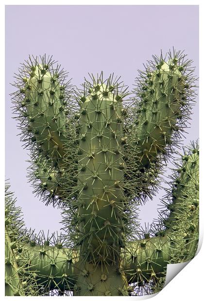 Cactus Metallicus Print by Tony Murtagh