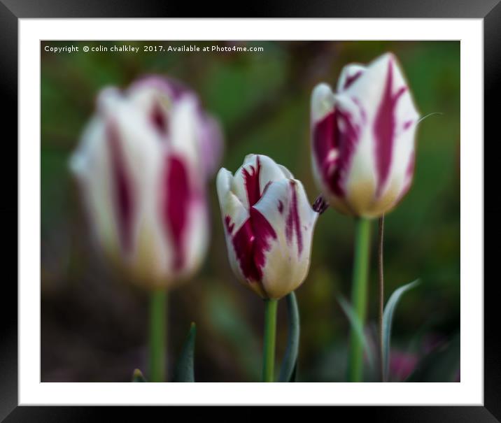 Trio of Tulips Framed Mounted Print by colin chalkley