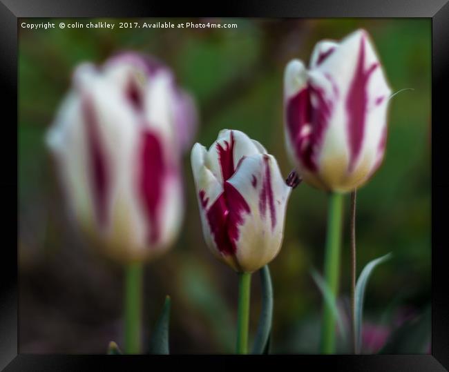 Trio of Tulips Framed Print by colin chalkley