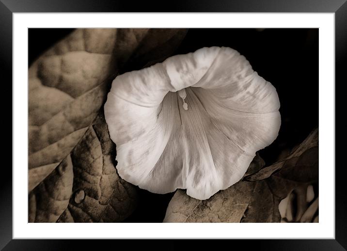 Single Bindweed Flower Framed Mounted Print by Karen Martin