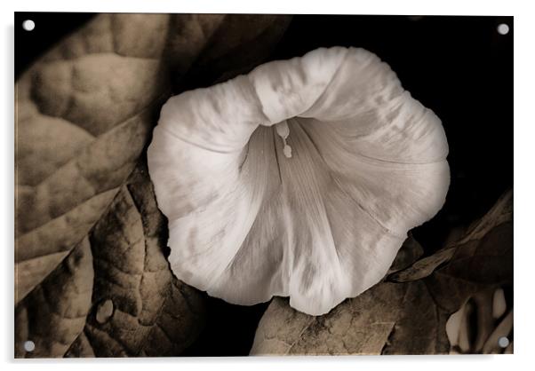 Single Bindweed Flower Acrylic by Karen Martin