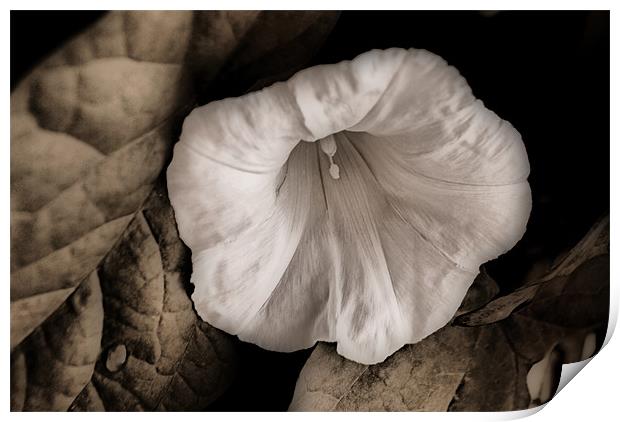 Single Bindweed Flower Print by Karen Martin