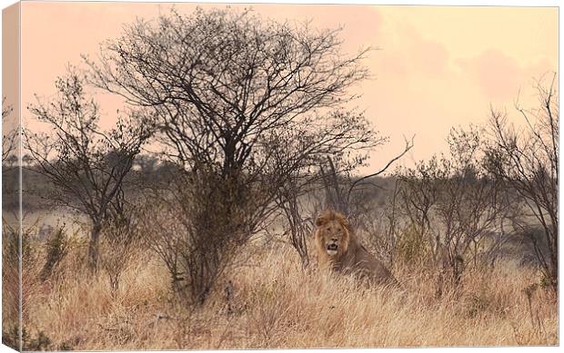 Resting Lion Canvas Print by Malcolm Smith