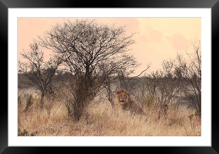 Resting Lion Framed Mounted Print by Malcolm Smith