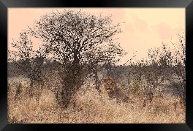 Resting Lion Framed Print by Malcolm Smith
