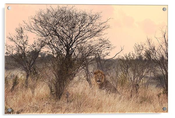 Resting Lion Acrylic by Malcolm Smith