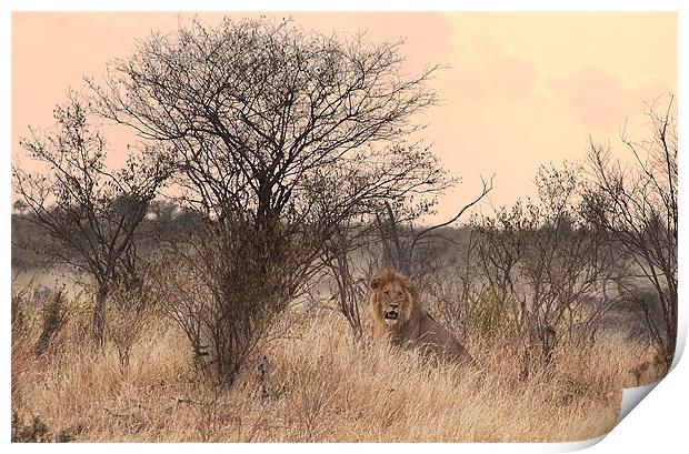 Resting Lion Print by Malcolm Smith