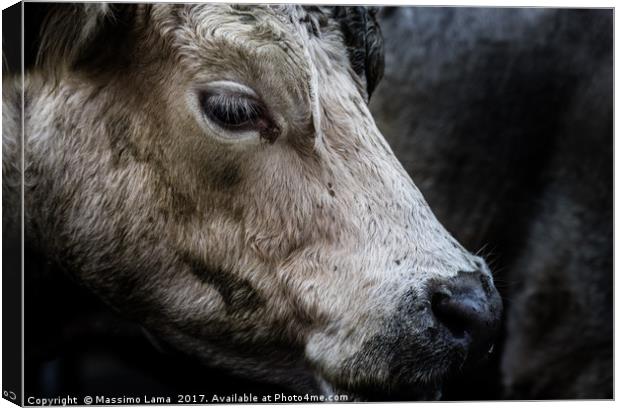 farm cow close up portrait  Canvas Print by Massimo Lama