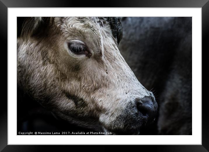 farm cow close up portrait  Framed Mounted Print by Massimo Lama