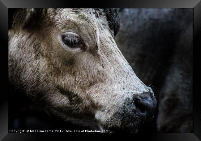 farm cow close up portrait  Framed Print by Massimo Lama