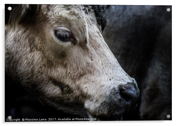 farm cow close up portrait  Acrylic by Massimo Lama
