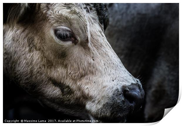 farm cow close up portrait  Print by Massimo Lama