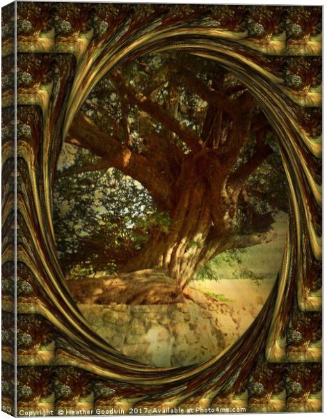 The Gnarled Yew. Canvas Print by Heather Goodwin