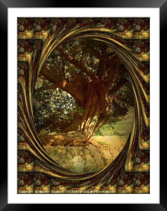 The Gnarled Yew. Framed Mounted Print by Heather Goodwin