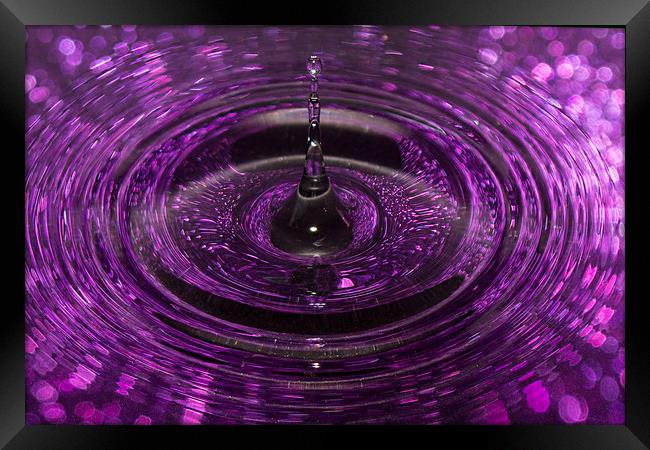 Splash of Purple Framed Print by Jennifer Higgs