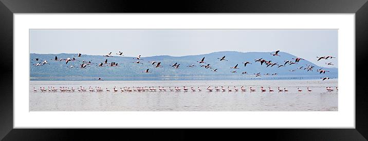 Flamingo Take Off Framed Mounted Print by Malcolm Smith