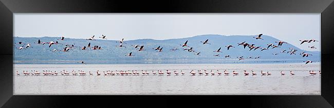 Flamingo Take Off Framed Print by Malcolm Smith